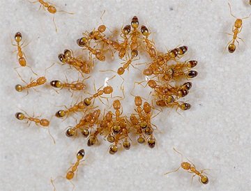 Маленькие муравьи: большие проблемы или как бороться с злоумышленниками