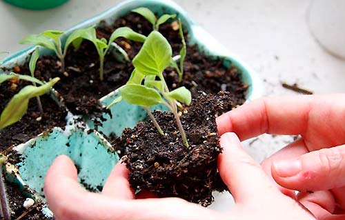 Выращиваем рассаду баклажанов в помещении