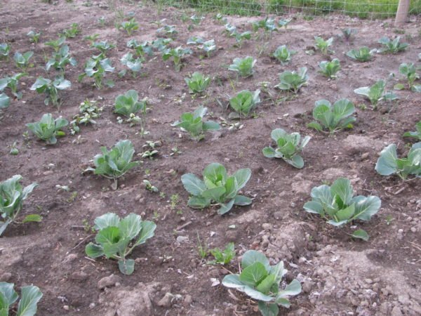 Ринда капуста F1: давайте вырастим мощный урожайный гибрид в нашем саду