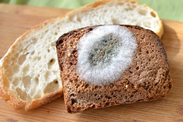 Что делать, если вы едите заплесневелый хлеб и насколько это опасно