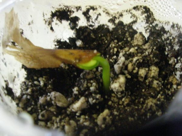 Как вырастить плюмерию в домашних условиях: советы и уход при выращивании