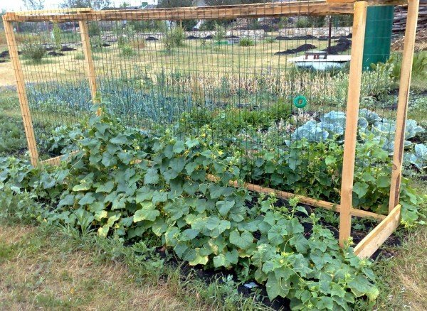 Выращиваем огурцы на шпалере в открытом грунте - секреты богатого урожая