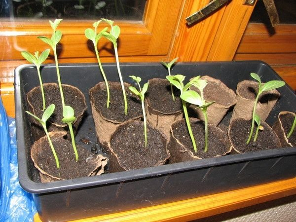 Как вырастить мегатонную капусту на огороде?