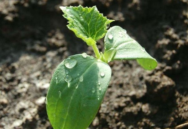 Выращиваем огурцы на шпалере в открытом грунте - секреты богатого урожая