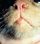 Эозинофильные гранулемы кошек: выявление и лечение