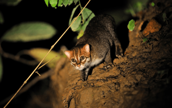 Суматранский кот: очаровательное животное из лесов Индонезии