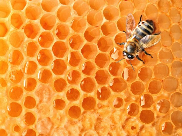 Как хранить мед дома - сохраним полезные свойства надолго