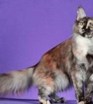 Ангорский кот: аристократка с характером
