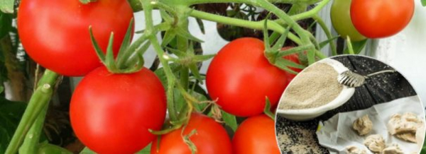 Растет семимильными шагами - натуральное удобрение для огурцов и помидоров