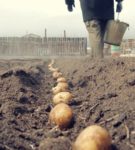 Выращивание картофеля по голландской технологии: максимум результатов при минимальных усилиях