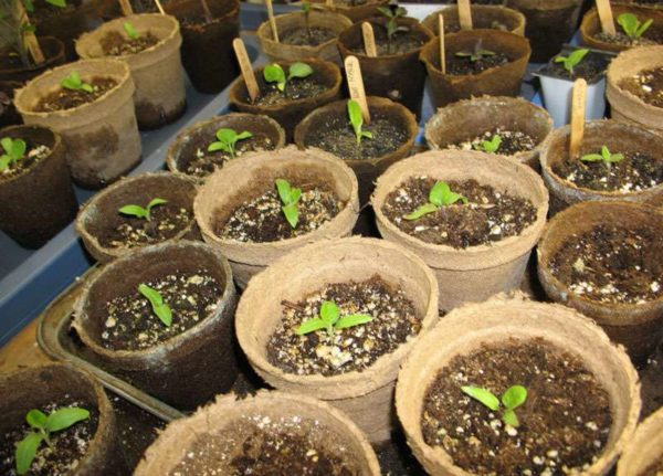 Выращиваем рассаду баклажанов в помещении
