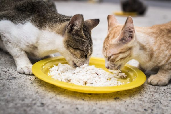 Кошка может кормить собаку едой и почему она ее ест