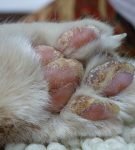 Микроспория: как сохранить пушистый кошачий мех