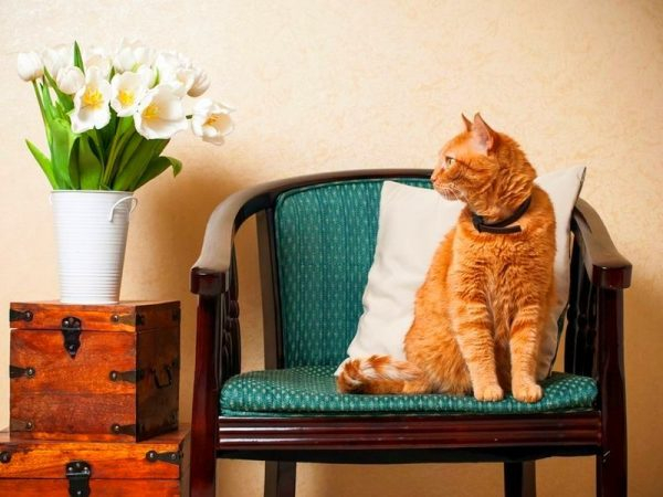 Спрей от блох для кошек: эффективность и простота в одном флаконе