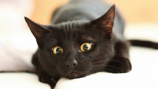 Приснился черный кот - к лучшему или к лучшему?