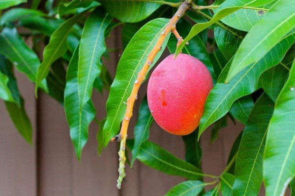 Как вырастить семена манго в домашних условиях