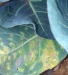 Валентинка капуста: характеристика и агротехника самого популярного позднего сорта