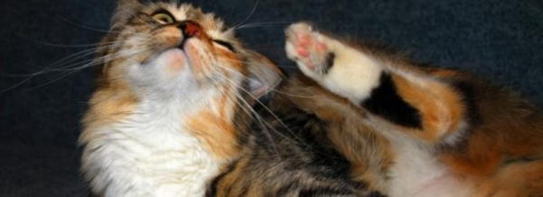 Спрей от блох для кошек: эффективность и простота в одном флаконе