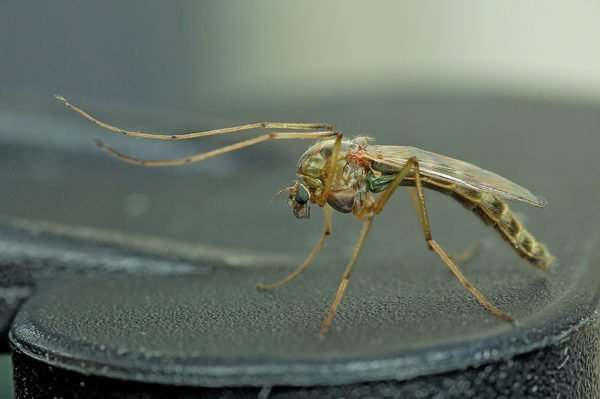 Вы можете избавиться от комаров в своей квартире и доме!