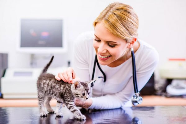 Вакцинация кошки от бешенства: единственный способ защитить себя