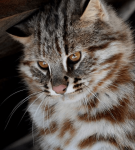Дальневосточный лесной кот: Тайна Приамурья