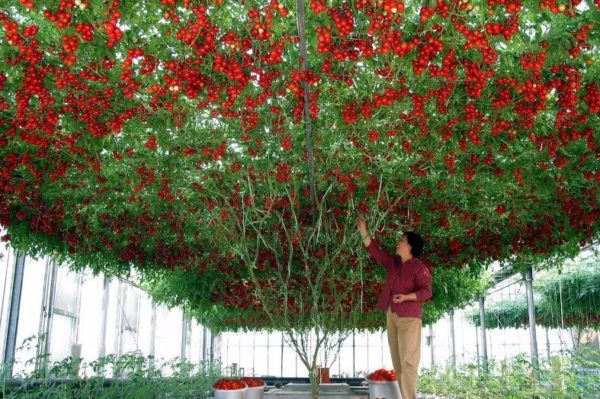 Томатное дерево Томарилло: знаем - удивляемся - и растем