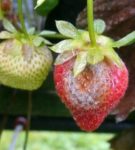 Клубника Али-Бабы: давайте вырастим ароматную ягоду в саду