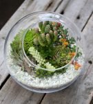 Сказочный лес у вашего окна: учимся делать флорариум