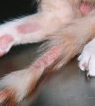 Микроспория: как сохранить пушистый кошачий мех