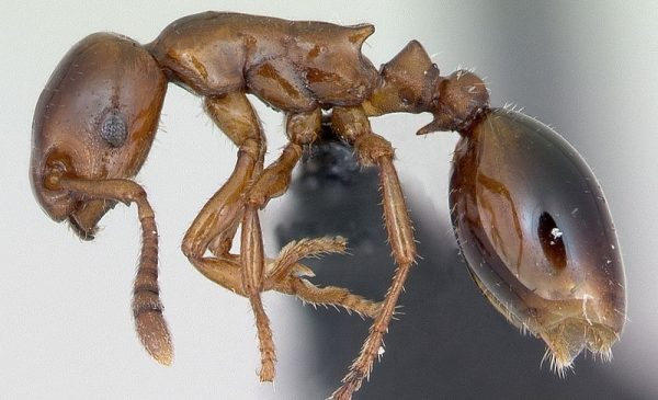 Основные вопросы о королеве муравьев: раскрыть все карты