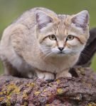 Песчаный кот - самый маленький из диких кошек