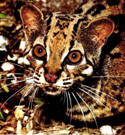 Мраморный кот: жизнь на природе и в неволе
