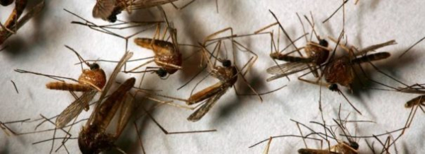 Вы можете избавиться от комаров в своей квартире и доме!