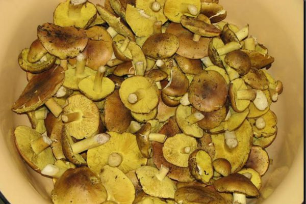 Как очистить зеленые грибы и подготовить их к дальнейшему употреблению