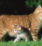 Отважные защитники и счастливые друзья: очаровательные кошки Майнкс