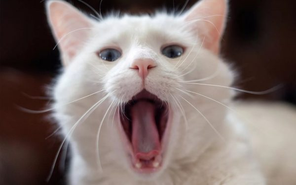 Крик в ночи: почему кричит кошка