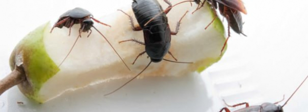 Как сделать простые и эффективные ловушки для тараканов своими руками