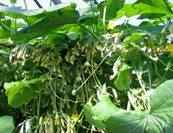 Огурец Амур F1: выращиваем в саду высокоурожайный гибрид