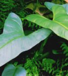 Филодендрон - тропические джунгли у вас дома