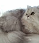 Бурмилла: изысканная женщина в мире кошек