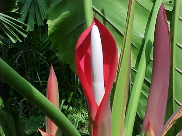 Филодендрон - тропические джунгли у вас дома