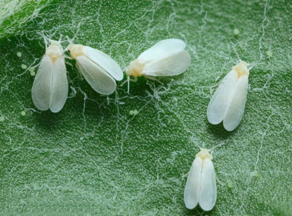 Белая муха в теплице: чем опасен вредитель сельскохозяйственных культур и как с ним бороться
