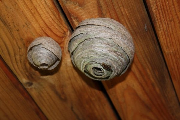 Эффективные способы уничтожить осиные гнезда на даче