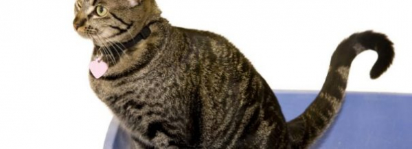 Применение вазелинового масла при запоре у кошек и котят