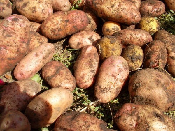 Картофельный лапот - надежный кормилец