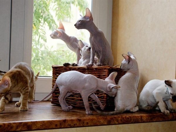 Петерболды: загадочные кошки