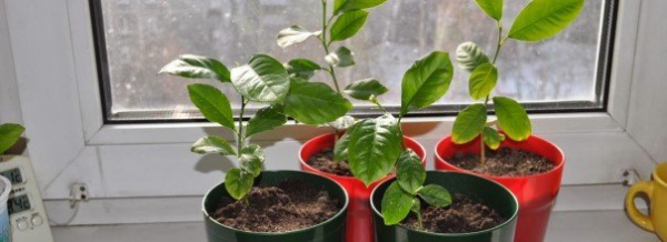 Как вырастить семена манго в домашних условиях