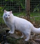 Анатолийский кот: аристократ уличного происхождения