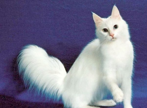 Ангорский кот: аристократка с характером