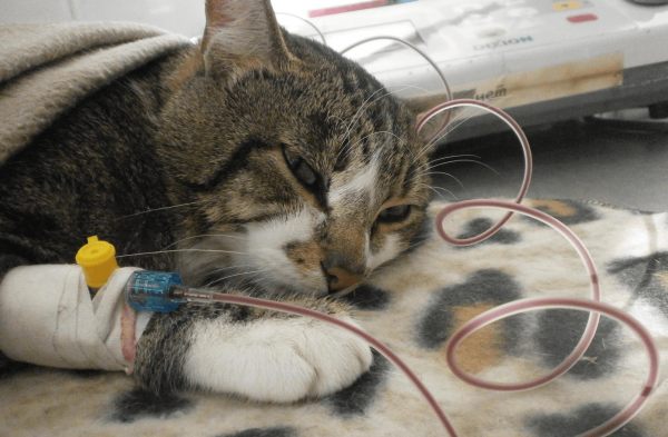 Кровь в фекалиях кошки: как помочь питомцу